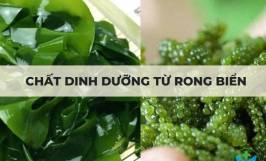 Chất dinh dưỡng từ rong biển