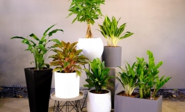 Chậu cảnh: Công dụng và cách lựa chọn chậu cây trồng phù hợp 