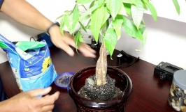 Chế độ dinh dưỡng cho cây kim ngân: Thời điểm bón phân và các loại phân bón phù hợp cho cây