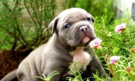 Xây dựng chế độ dinh dưỡng cho chó bully qua từng giai đoạn phát triển 