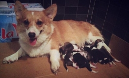 Chế độ dinh dưỡng cho chó Corgi tốt nhất qua từng giai đoạn phát triển. 