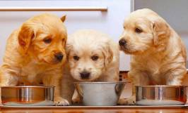 Chế độ dinh dưỡng cho chó golden hợp lý để cho phát triển khỏe mạnh 