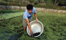 Chế độ dinh dưỡng dành cho ốc nhồi