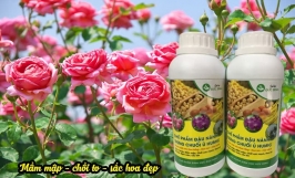 Chế phẩm đậu tương cho hoa hồng: thành phần và cách sử dụng