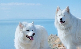 Chó Alaska trắng: nguồn gốc và đặc điểm ngoại hình, tính cách  
