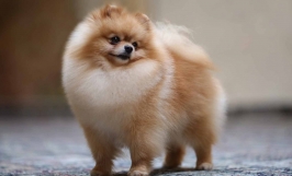 Cách nuôi, chăm sóc chó Phốc sóc (Pomeranian) đúng cách