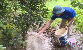 Mẹo chống rét cho cây ăn quả vào mùa đông vô cùng hiệu quả