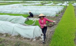 Biện pháp phòng chống rét cho lúa hiệu quả
