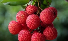 Cơ hội trở thành nhà cung cấp cho đơn hàng xuất khẩu quả vải sang thị trường Úc