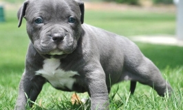 Chứng loạn sản xương hông ở chó Pitbull: nguyên nhân, triệu chứng và cách phòng ngừa