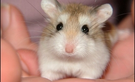 Giá bán chuột hamster bao nhiêu tiền? 