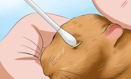 Nguyên nhân và cách điều trị mắt hamster bị lồi