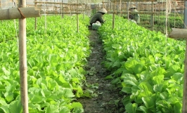 Các tỉnh phía Bắc chuyển đổi gần 18 nghìn ha cây trồng