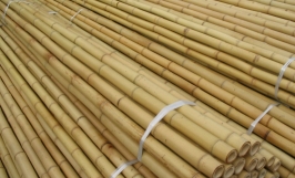 Cơ hội giao thương xuất khẩu gậy tre sang thị trường Tây Ban Nha