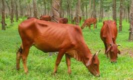 Tìm hiểu thông tin về những con bò giống hiện nay
