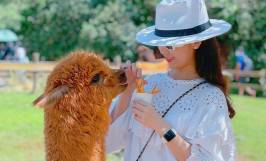 Mô hình du lịch trang trại nuôi con lạc đà alpaca độc đáo của chàng trai trẻ 