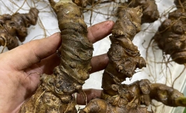 Đặc sản Tam Thất đen Mường Tè Lai Châu