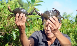 Trung Quốc đóng cửa khẩu, giá cua Cà Mau đột ngột giảm 100.000 đồng/kg