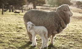 Cừu lấy lông Merino - Nguồn gốc, đặc điểm sinh học và các bệnh thường gặp