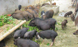 Đặc sản Lợn Mán - Những món ăn đặc sản từ Lợn Mán chiều lòng thực khách phương xa