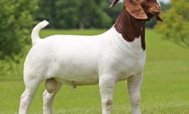 Giống dê Boer