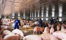 BA YẾU TỐ CƠ BẢN AN TOÀN SINH HỌC TRONG CHĂN NUÔI GIA CẦM, GIA SÚC