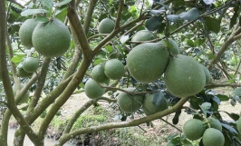 Giống bưởi da xanh - đặc điểm và nguồn gốc thích nghi của bưởi da xanh 