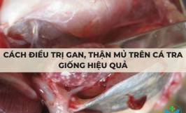 Cách điều trị gan, thận mủ trên cá tra giống hiệu quả