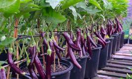 Cách bón phân, bổ sung dinh dưỡng cho cây cà tím trồng thùng xốp sai quả