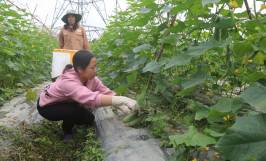Cách bón phân, bổ sung dinh dưỡng cho cây dưa leo đúng cách