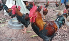 Nhu cầu dinh dưỡng cho gà Hồ