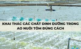 Khai thác các chất dinh dưỡng trong ao nuôi tôm đúng cách