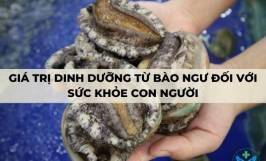 Giá trị dinh dưỡng từ bào ngư đối với sức khỏe con người