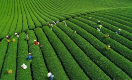 Phần mềm Quản lý sản xuất chè