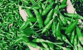 Thương vụ xuất khẩu ớt số lượng lớn sang thị trường Oman