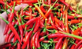 Cơ hội xuất khẩu sản phẩm ớt tươi đến thị trường Maldives và EU