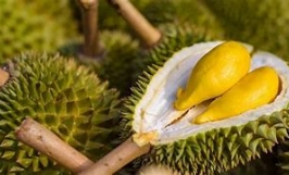 Cơ hội hợp tác với doanh nghiệp tại Trung Quốc cho đơn hàng sầu riêng