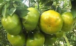 Thương vụ xuất khẩu quýt da xanh sang thị trường Philippines