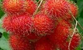 Cơ hội xuất khẩu Vải, Nhãn, Chôm Chôm sang thị trường Nga