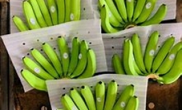 Thương vụ xuất khẩu chuối Cavendish sang thị trường Thổ Nhĩ Kỳ và Malaysia