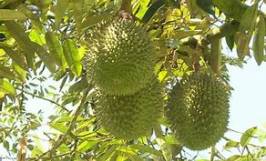 Cơ hội hợp tác đến từ vị khách hàng người Brunei cho đơn hàng xuất khẩu sầu riêng