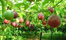 Cần tìm nhà cung cấp cho sản phẩm chanh leo xuất sang thị trường Pháp