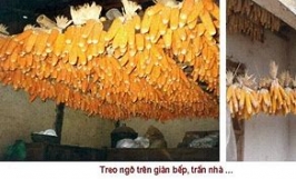 Cơ hội hợp tác xuất khẩu thức ăn chăn nuôi hàng năm sang thị trường Indonesia