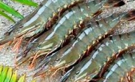 Thương vụ hợp tác xuất khẩu tôm sú sang thị trường Anh
