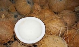 Đối tác đến từ UAE cần tìm nhà cung cấp cho đơn hàng xuất khẩu dừa khô