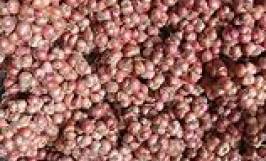 Cơ hội hợp tác xuất khẩu sản phẩm hành đến thị trường Ả Rập Xê Út