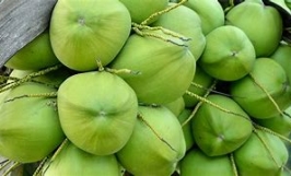 Cơ hội giao thương xuất khẩu dừa tươi sang thị trường Croatia, Hy Lạp và Ý