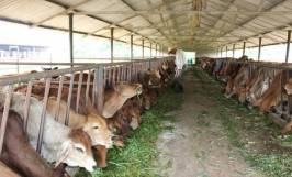 Top những dụng cụ chăn nuôi bò cần thiết