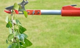 3 dụng cụ hái nhãn trên cao phổ biến nhất hiện nay