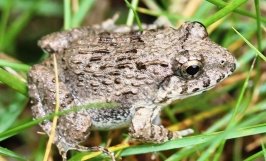Ếch công nghiệp (Ếch Thái Lan)